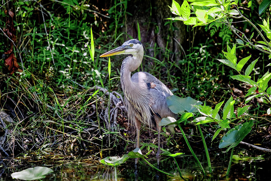 The Great Blue Heron Photograph by Kelley King