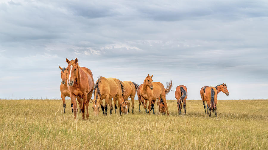 The herd, color.. Photograph by Chris Allmendinger