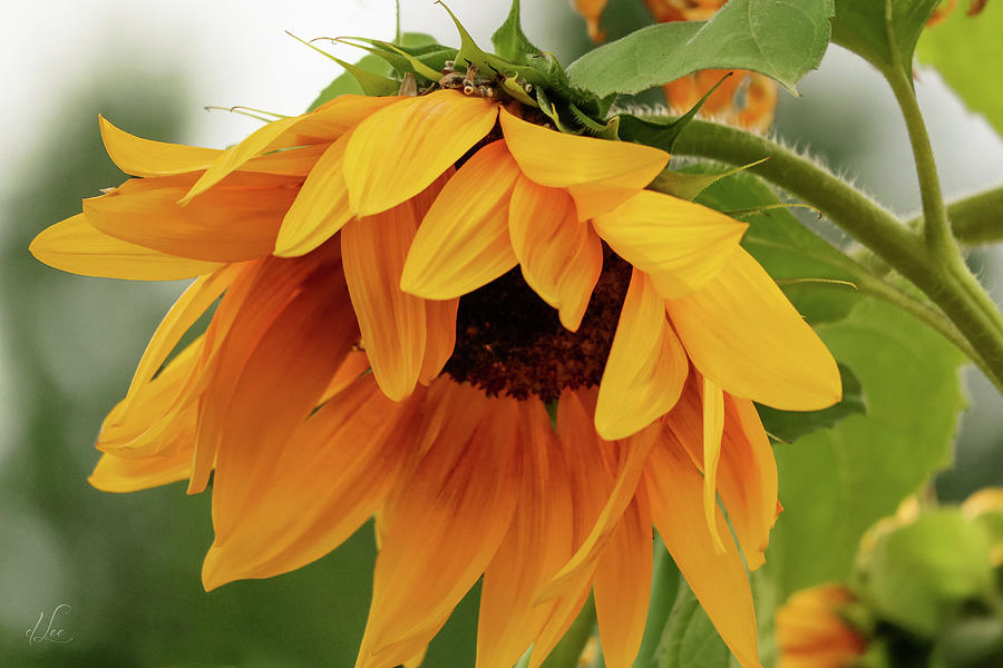 The Humble Sunflower Photograph by D Lee