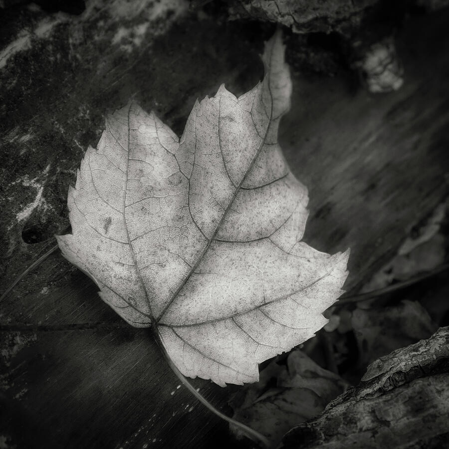 The Last Embrace Photograph by Dodie Ross