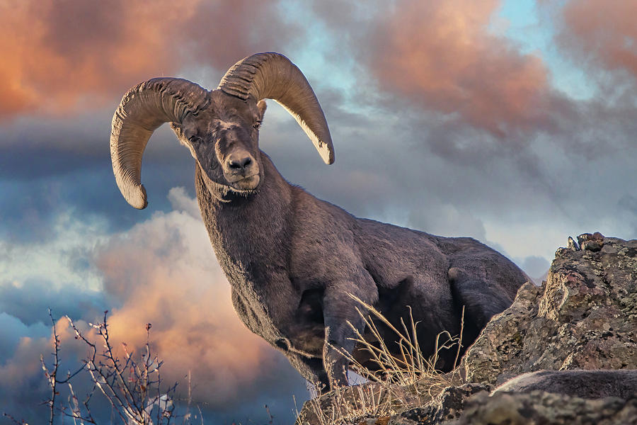 The Lookout Photograph by Jon Snyder