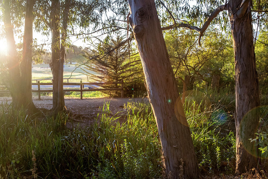 The Magic of Light Photograph by Gina Cinardo