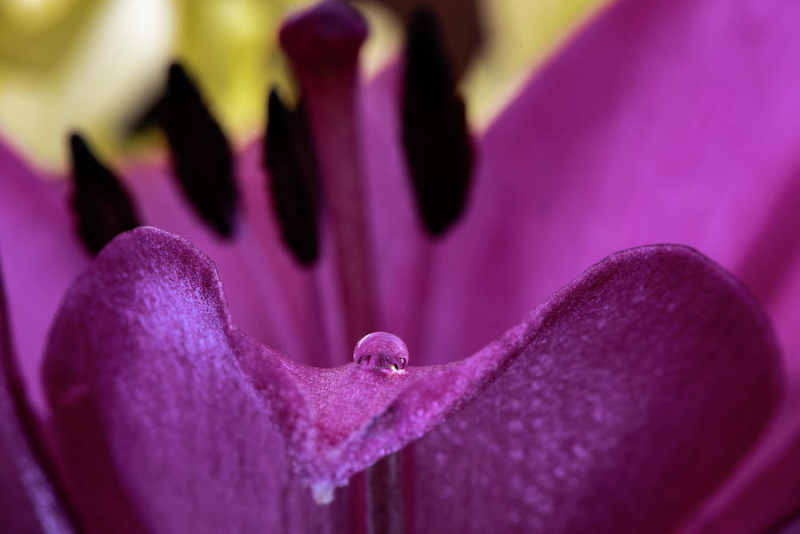 The mouth of a flower Photograph by Matt Halvorson