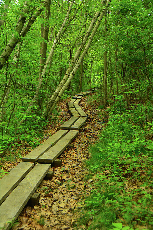 The NY AT goes Through an Aspen Forest 2 Photograph by Raymond Salani III