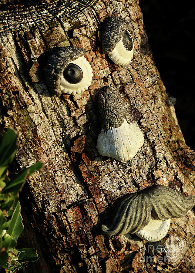 The Old Man in Tree Photograph by D Lee