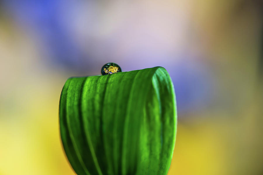 The Pedestal Photograph by Matt Halvorson