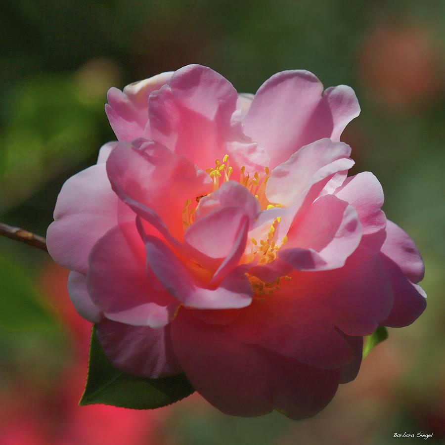 The Rose Photograph by Barbara Siegel