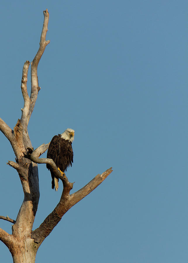 The Sentinel Photograph by Charles Floyd