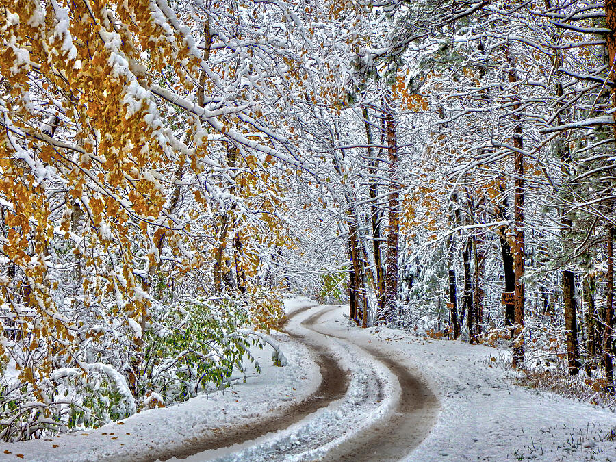 The Snow Fell on Autumn Photograph by Vi Ray