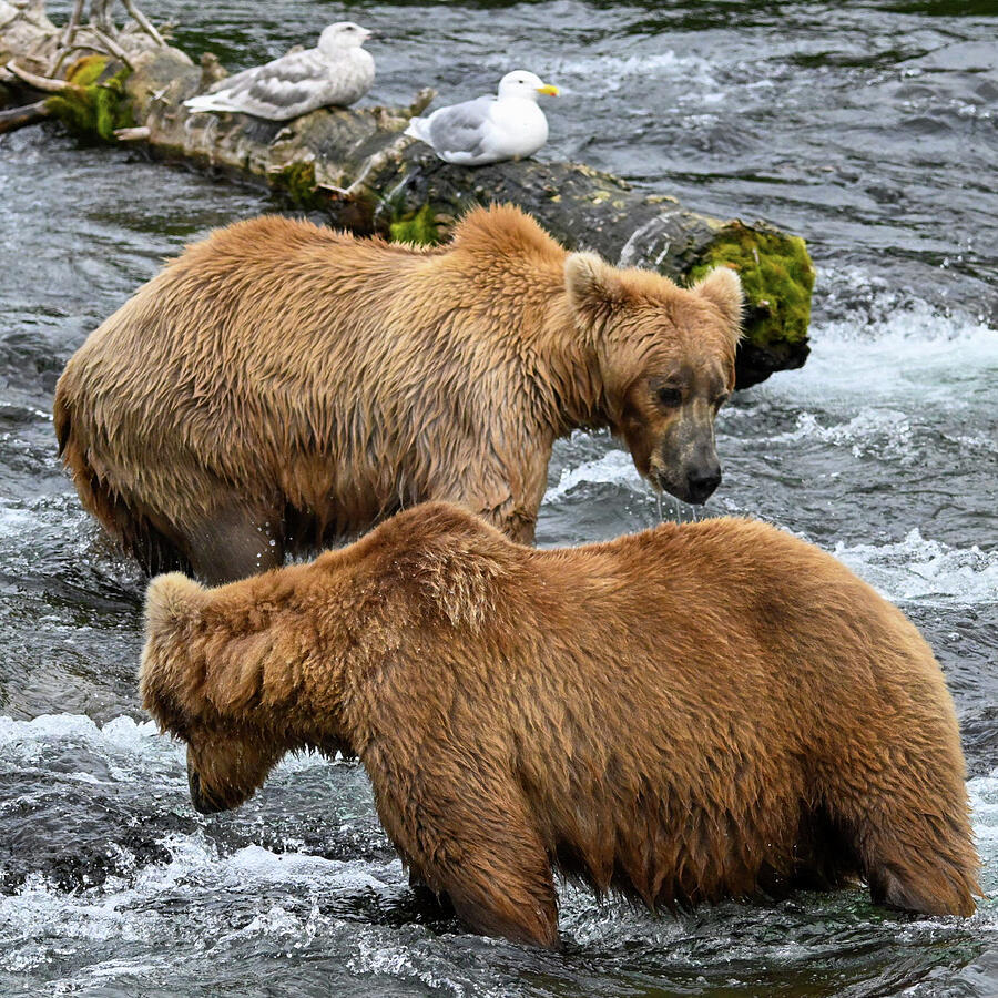 The Stand Off Photograph by Harry Banks