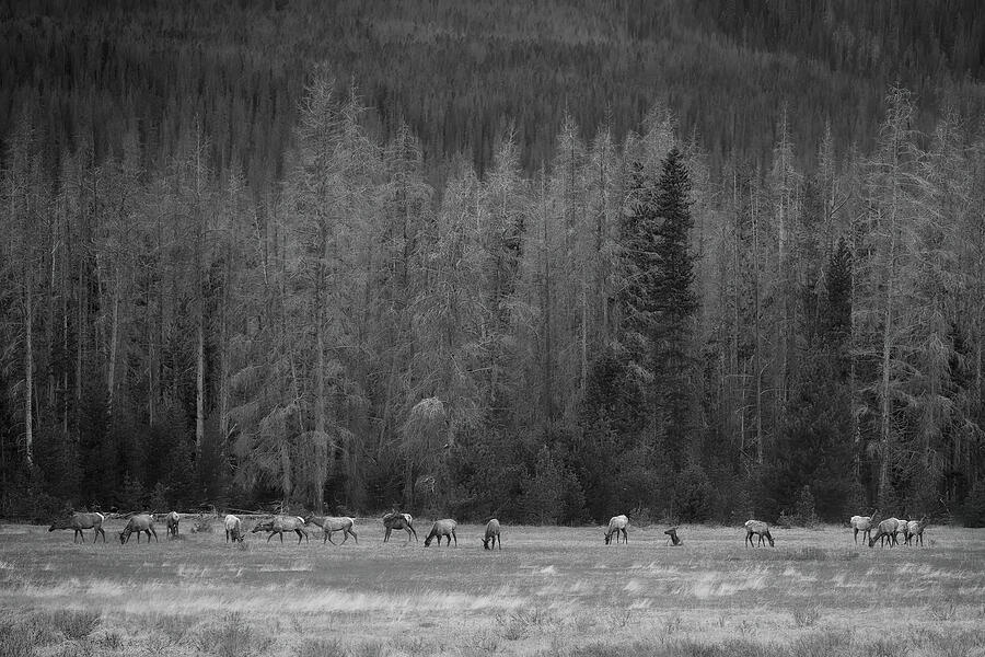 The Stillness of Herd and Forest Photograph by Dodie Ross