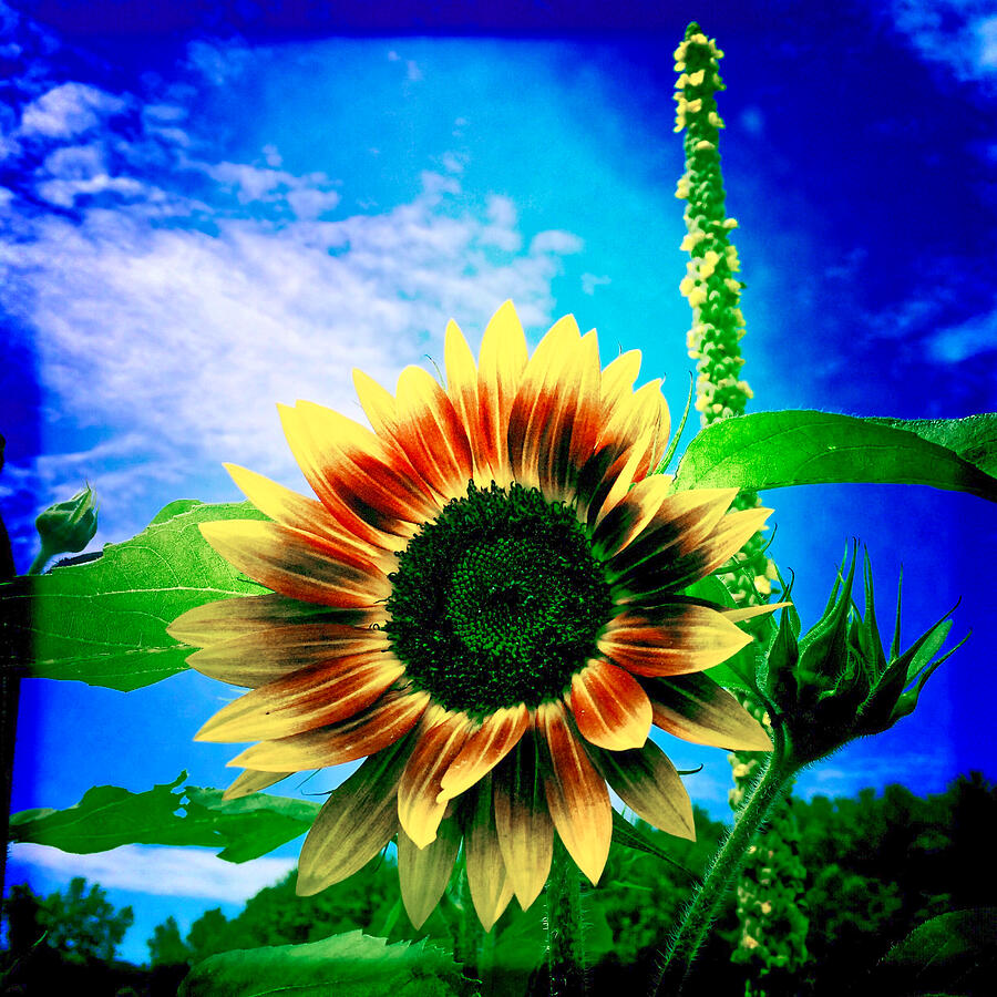 Vivid Sunflower Against Blue Sky Photograph - The Sunflower by Onedayoneimage Photography