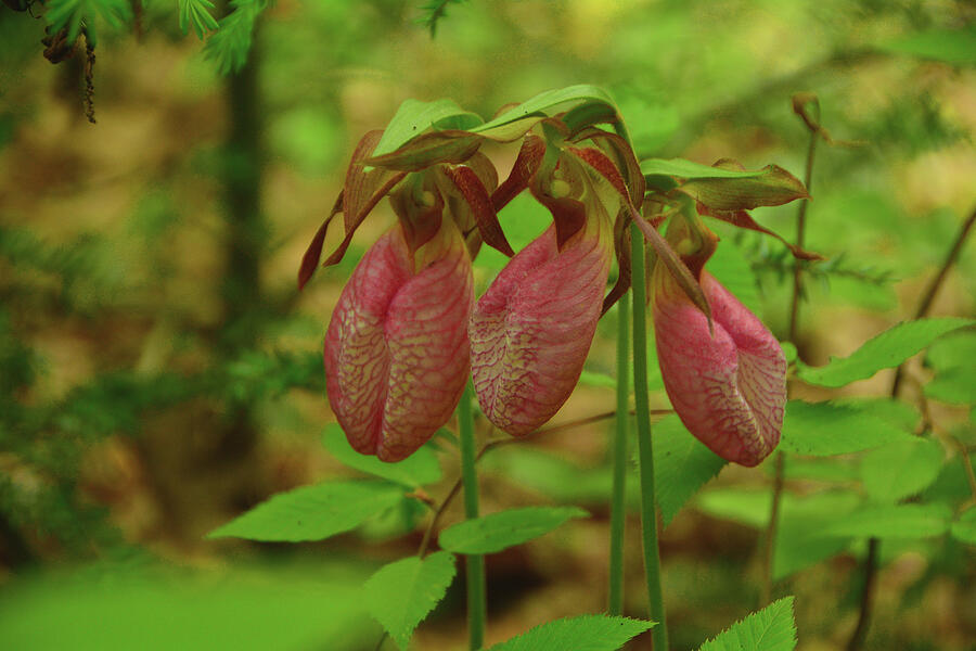The Three Amigas Three Ladys Slippers Photograph by Raymond Salani III