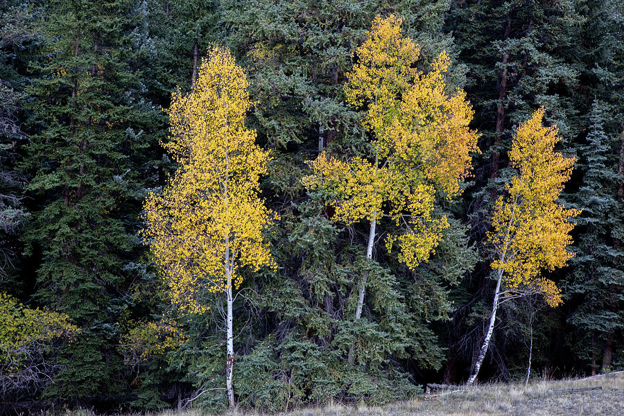 The Three Sisters Photograph by Steve Templeton