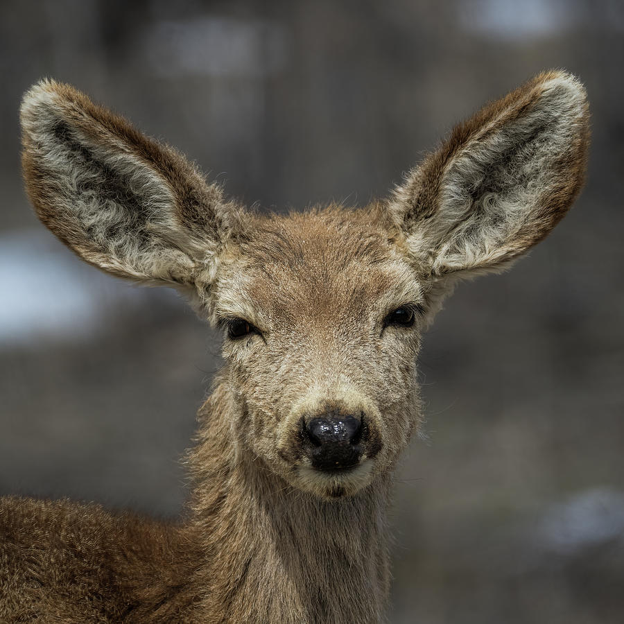 The Yearling Photograph by Jon Snyder