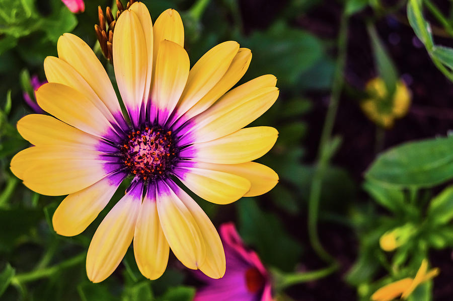 The Yellow Daisy Flower Photograph by Shannon Williams