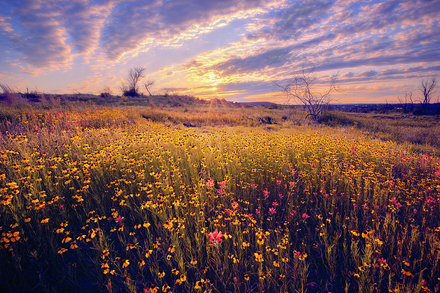 The Yellow Masses Photograph by Slow Fuse Photography