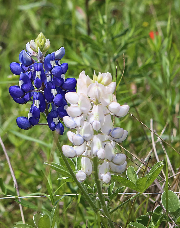 They Come in White Too Photograph by Steve Templeton