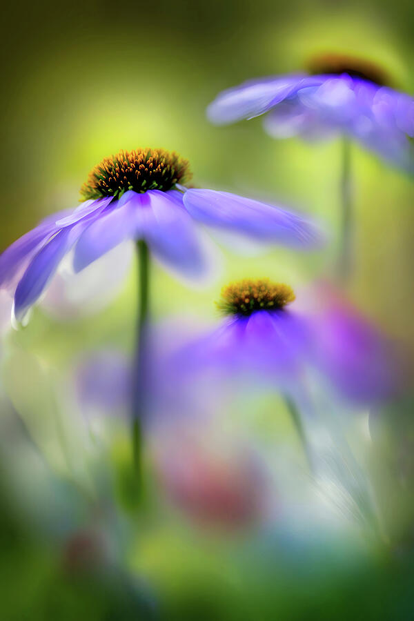 They Dress in Purple 1 Photograph by Ursula Abresch