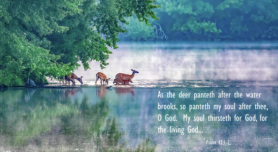 Thirsty for More Than Water Photograph by Marcy Wielfaert