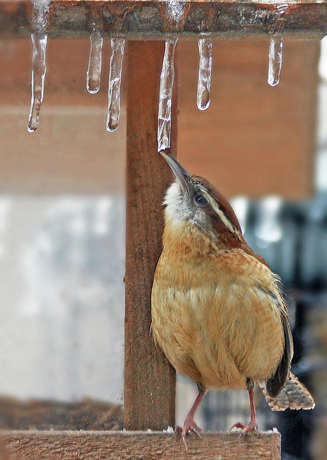 Thirsty Photograph by Gina Fitzhugh