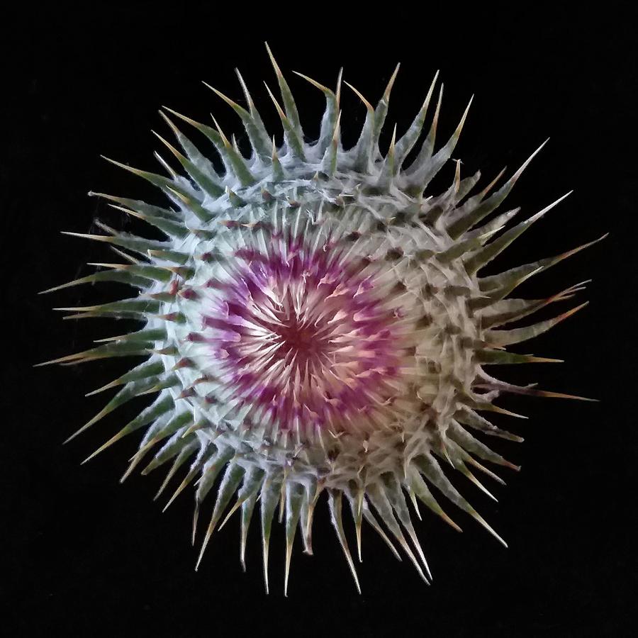 Thistle Bud Photograph by Joy Garso