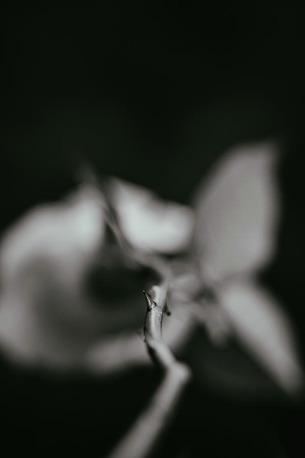 Thorn Photograph by Nova Rae