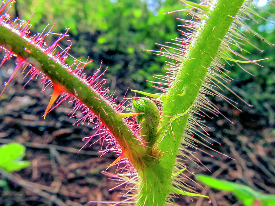 Thorny Plant With Bud Photograph by David Fountain