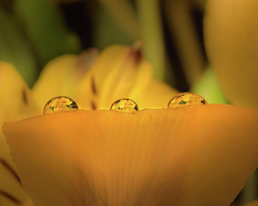 Three In A Row Photograph by Matt Halvorson