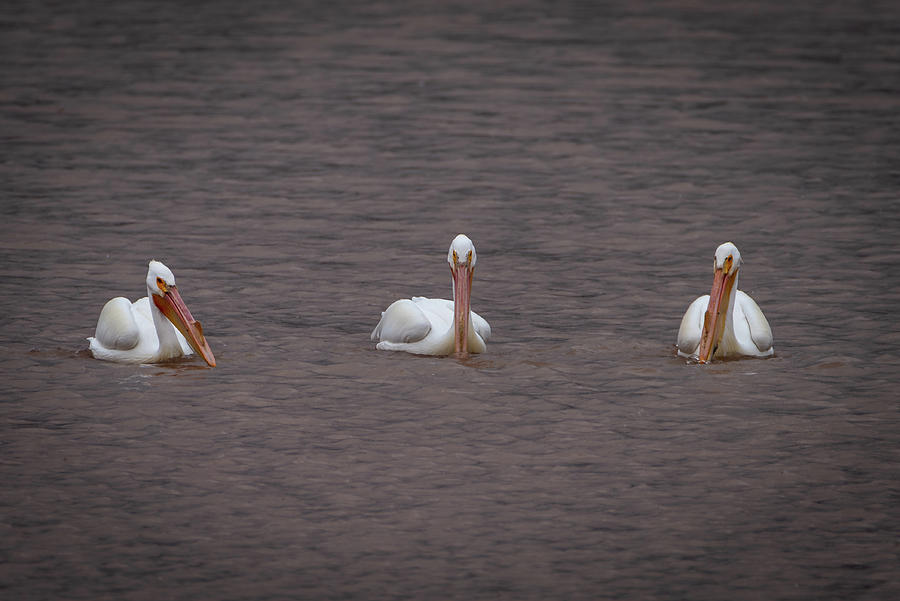 Three Pelicans Photograph by Matt Halvorson