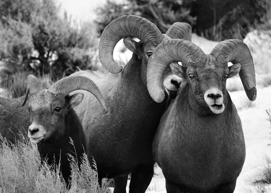 Three Sheep Photograph by Alden White Ballard