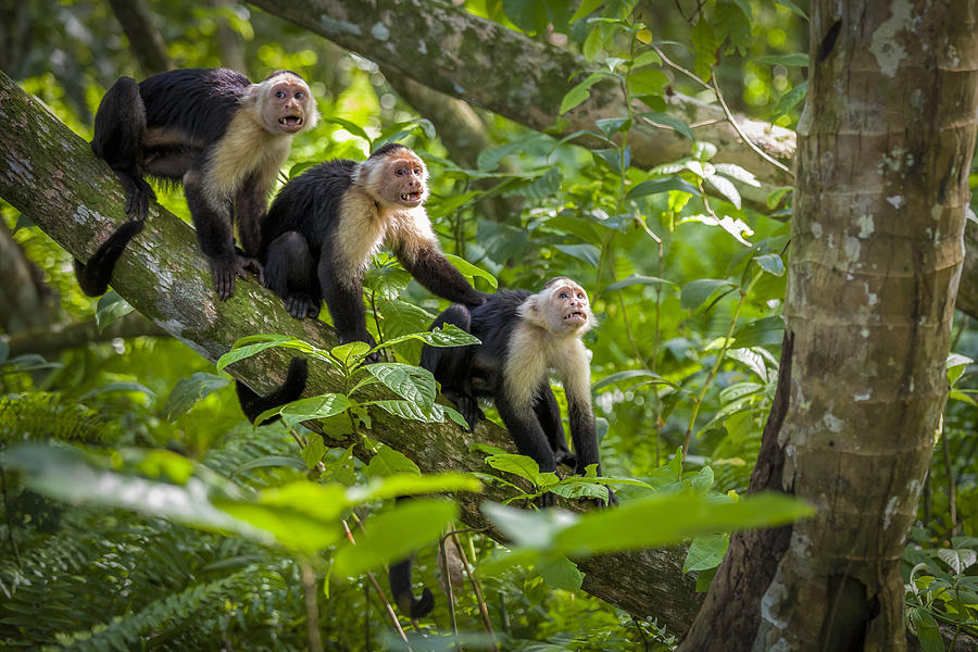 Three white-Faced Capuchin Monkey baby in tree tops at Cahuita National Park, Costa Rica Photograph by Gargolas