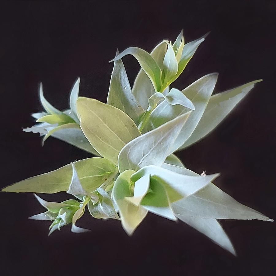 Toadflax Photograph by Joy Garso