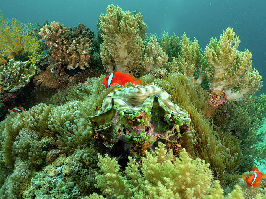 Tomato Clownfish, Giant Clam, and Lush Soft Corals Photograph by Brian Weber