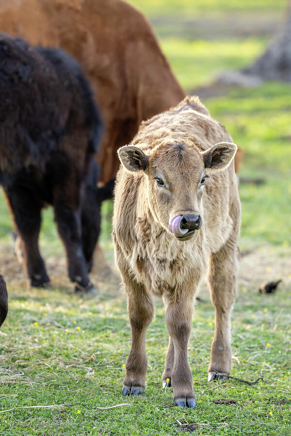 Tongue Twister Photograph by Donna Twiford