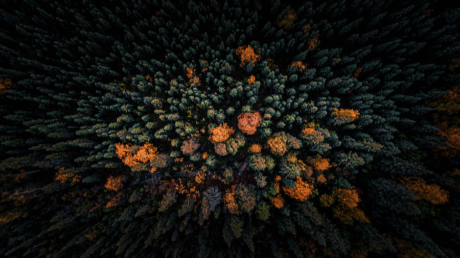Top Down Autumn Trees Photograph by Shannon Williams