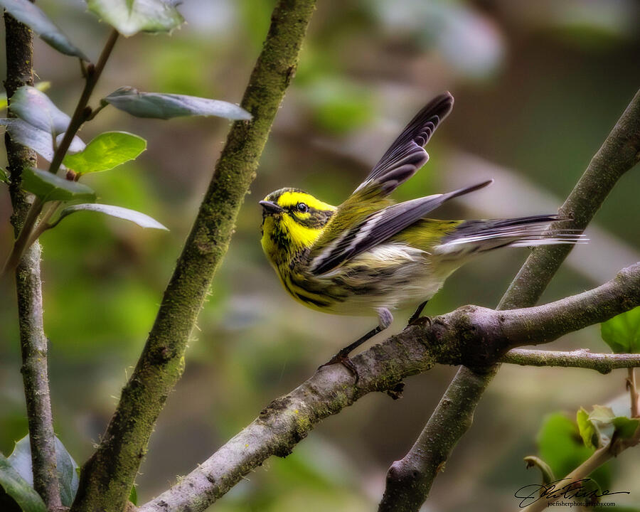 Vibrant Songbird on Tree Branch Photograph - Townsends Warbler, Golden Gate Park by Joe Fisher