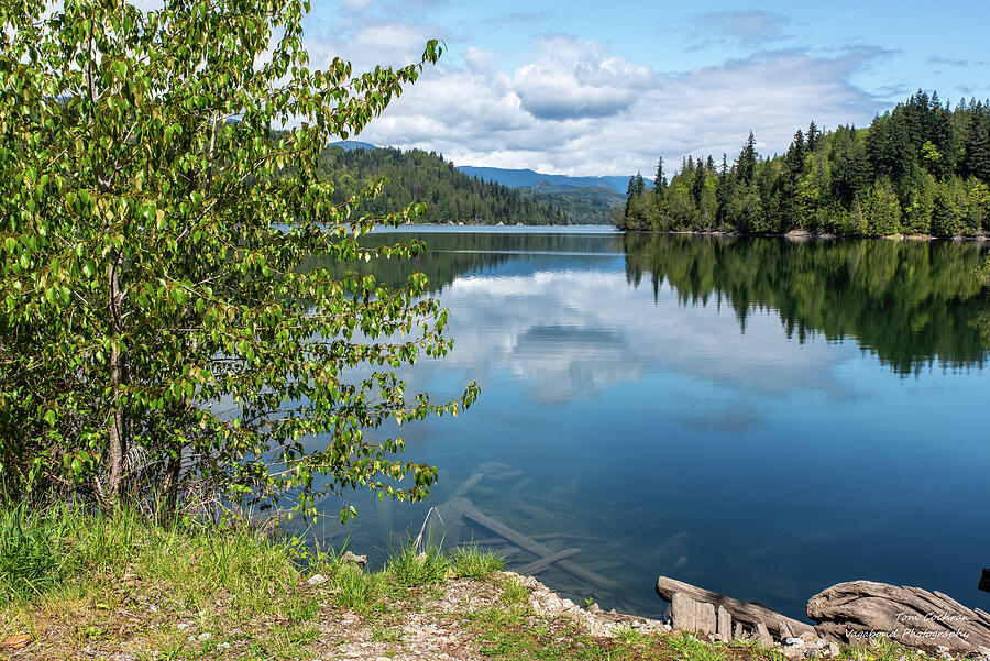 Tranquil Lake with Forest Reflection Photograph - Green Fir Trees Mirrored in Lake Shannon by Tom Cochran