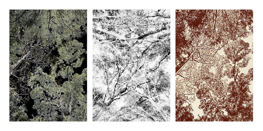 Tree 23d-26b-23b Photograph by Sally Fuller