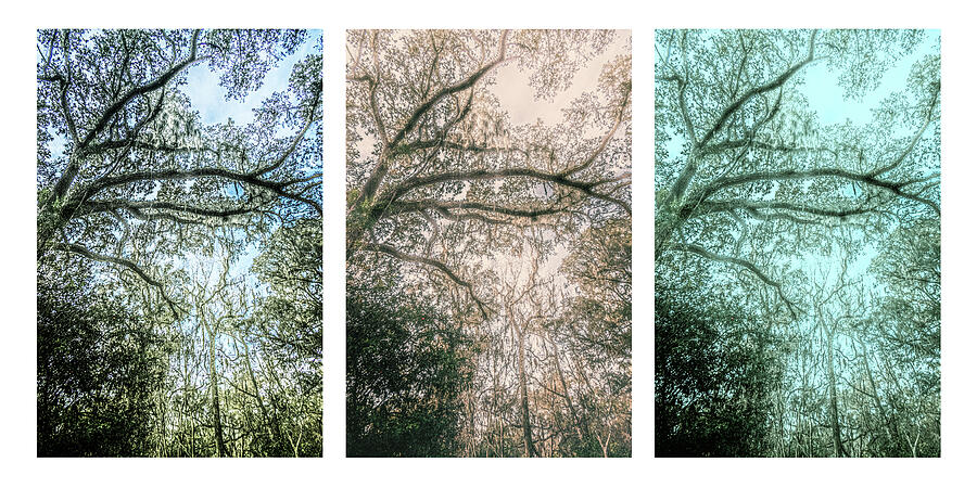 Tree 37-1-b-d-f Photograph by Sally Fuller