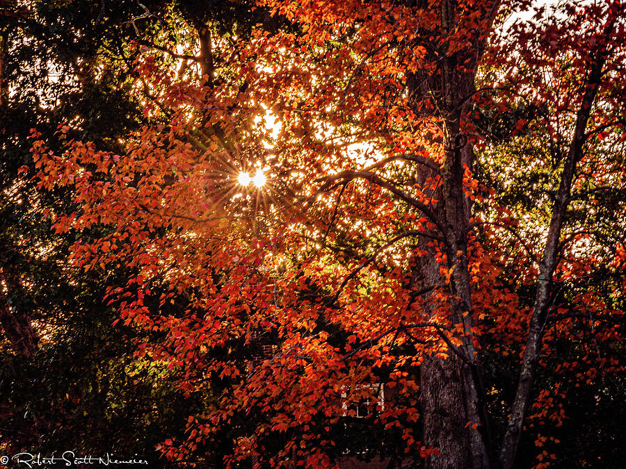 Tree - Fall - Missouri Photograph by Robert Niemeier