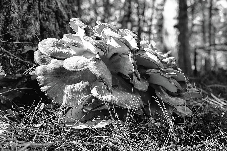 Tree Fungi Photograph by Steven Nelson