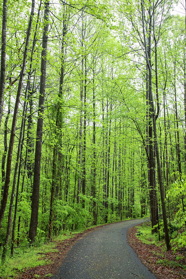 Tree-lined lane in early spring Photograph by Charles Floyd