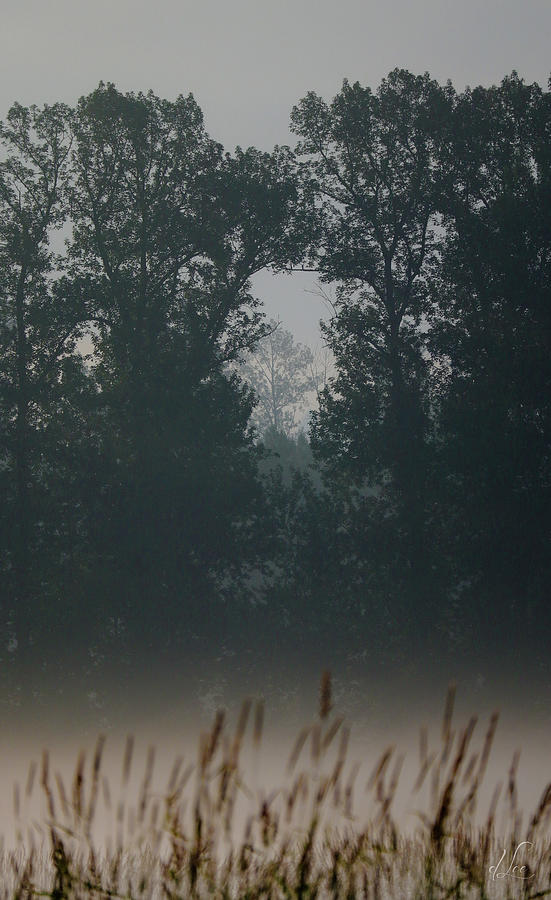 Tree Portals Photograph by D Lee