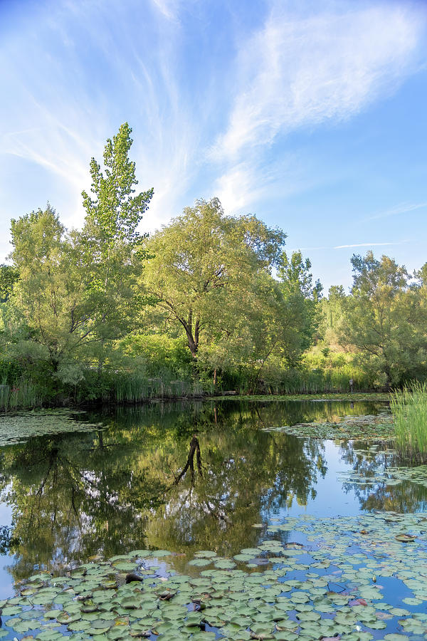 Tree Reflecting in a Pond by John Twynam