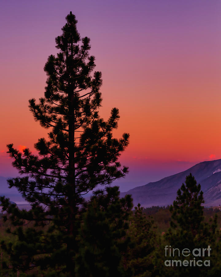 Tree Silhouette Against a Purple Sunset Photograph by Abigail Diane Photography
