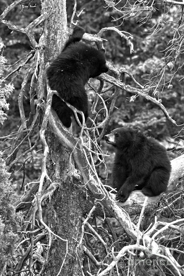 Tree Top Climbing Team Black And White Photograph by Adam Jewell