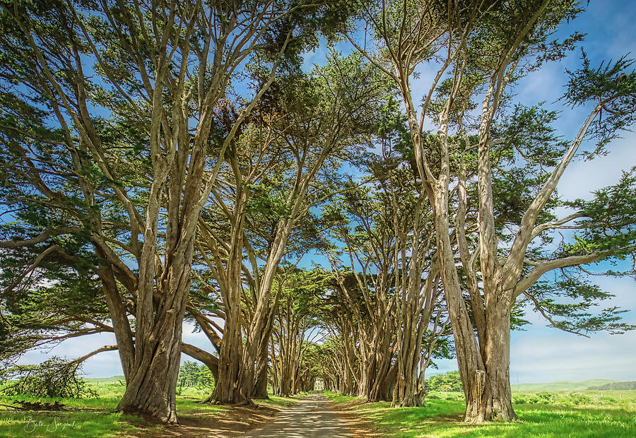 Tree Tunnel Photograph by Beth Sargent