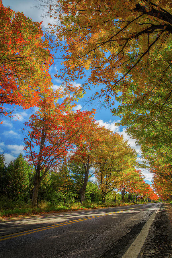 Tree Tunnel on M22 Photograph by Owen Weber