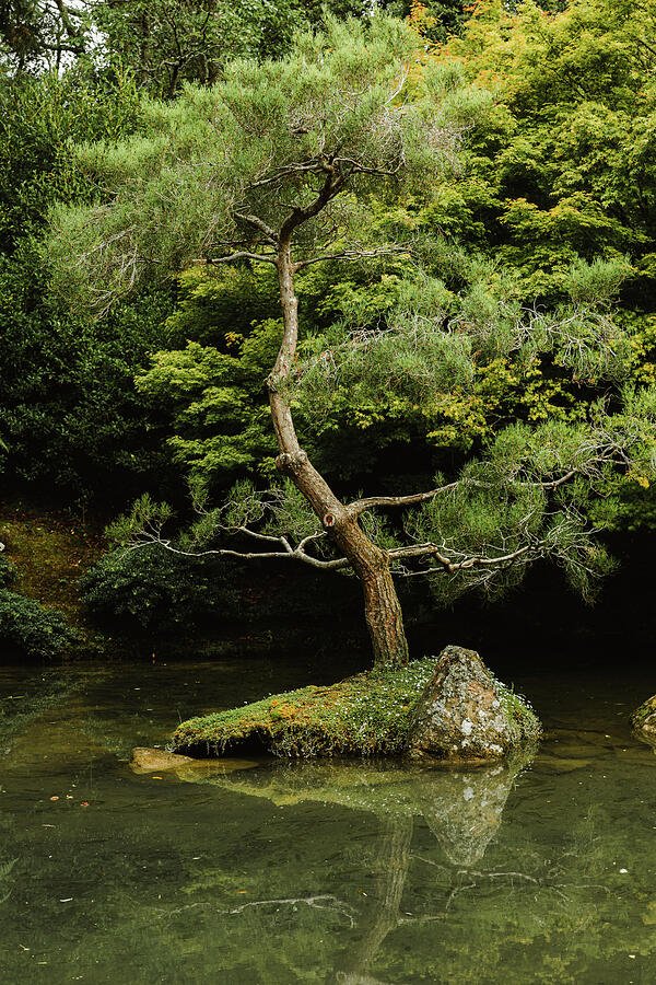 Tree Zen Photograph by Nova Rae